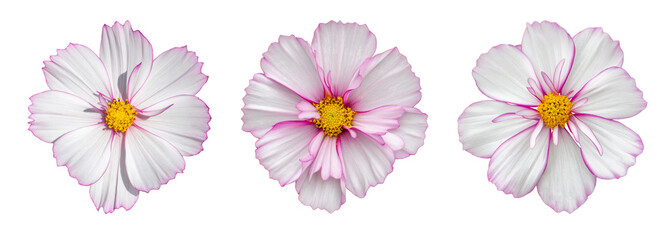 Wall Mural - Cosmos flower blossom entirely isolated on white background. Delicate pink white cosmos flower, isolate design