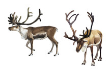 Watercolor Set Of Reindeer On A White Background