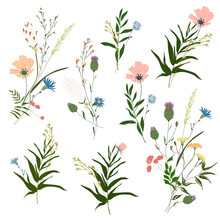 Hand Drawn Flower Collection. Various Flowers From Fields And Meadows In Bouquets. Big Set Botanic Branches, Leaves, Foliage, Herbs, Wild Plants. Bloom Vector Illustration Isolated On White Background