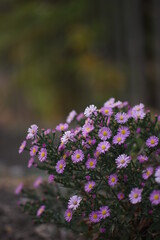 Canvas Print - purple flowers bush grow in autumn garden