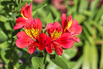 British garden flower in the Summer