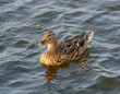 Female mallard duck is swimming.