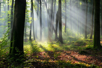  Beautiful sunny morning in the forest