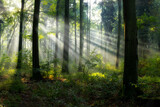 Fototapeta Las - Beautiful sunny morning in the forest