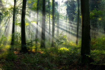 Beautiful sunny morning in the forest