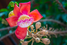 Close Up Of Colorful Cannon Ball Tree Flower In The Garden.