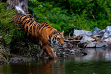The Largest Cat In The World, Siberian Tiger, Hunts In A Creek Amid A Green Forest. Top Predator In A Natural Environment. Panthera Tigris Altaica.
