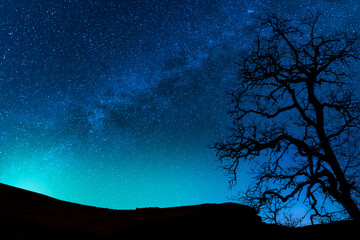 Wall Mural - beautiful starry sky with bright milky way galaxy. night landscape. dry tree on the hill on the star