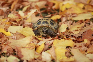 turtle smiles on the autumn leaves