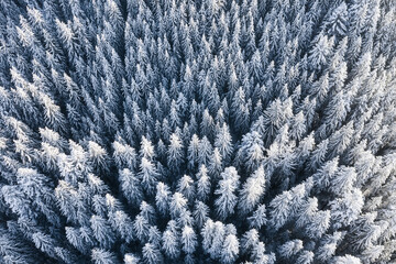 Wall Mural - aerial view on the forest at the winter time. natural winter landscape from air. forest under snow a