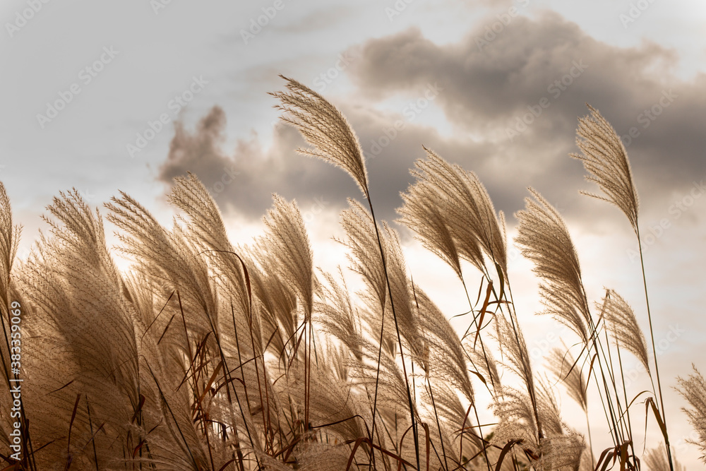 pampas-grass-field