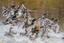 Duck Queen With Her Entourage. A Flock Of Ducks Starts From The Water, The Female In The Middle Surrounded Of Many Males, A Lot Of Water Splash. Mallard, Anas Platyrhynchos