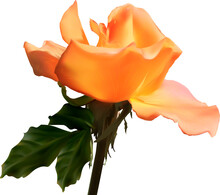 Bright Orange Single Bloom Rose Isolated On White