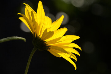 Poster - Jerusalem Artichoke flowering in Swiss cottage garden in strong sunlight