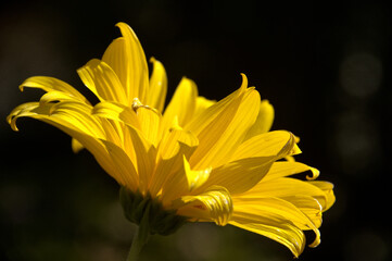 Poster - Jerusalem Artichoke flowering in Swiss cottage garden in strong sunlight