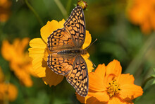 Late Season Euptoieta Claudia Or Variegated Fritillary On Orange Cosmos. It Is A North And South American Butterfly In The Family Nymphalidae. Cosmos Are Herbaceous Perennial Plants Or Annual Plants.