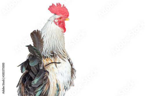 Cuadros en Lienzo A rooster of light color with a red straight tuft on a white background isolated