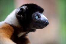 Closeup View Of Little Cute Crowned Sifaka Or Propithecus Coronatus