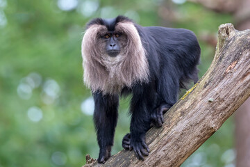 Poster - closeup view of lion-tailed macaque or the wanderoo