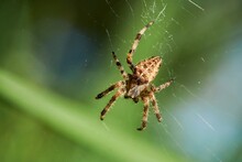 Detail Of The Spider On The Cobweb.