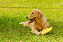 Golden Retriever Dog Rests On Square Lawn