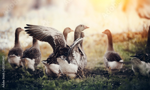 Fotografía A flock of geese walks. One goose flaps its wings.