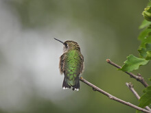 Ruby-Throated Hummingbird Isolated On Bush Stem Taken From The Back As It Looks To The Side With Long Straight Beak Iridescent Green Feathers And Halo Lighted Blurred Background