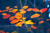 Fototapeta Kwiaty - Fall Colorful Foliage . Leaves autumn colors