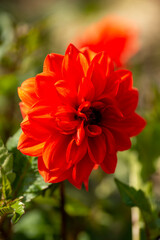 Wall Mural - Full blooming of dahlia (Dahlia) in Japan in autumn