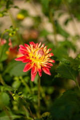 Wall Mural - Full blooming of dahlia (Dahlia) in Japan in autumn