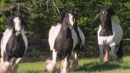 Wall Mural - Four Gypsy Vanner Horse Stallions Run in open paddock