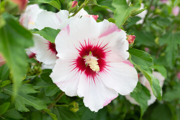 white flower of Syrian hibiscus close-up, macro, used as a background