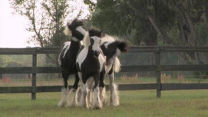 Canvas Print - Three Gypsy Vanner Horse colts play and romp in pasture