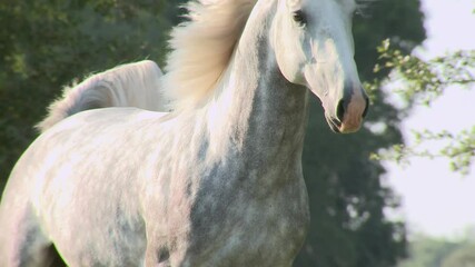 Wall Mural - Lucitano Horse stallion running liberty unbridled in grass paddock