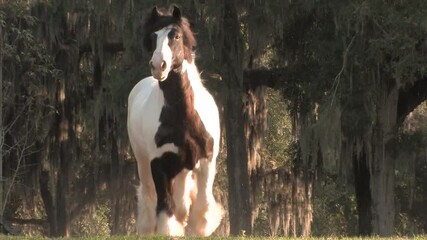 Wall Mural - Gypsy Vanner Horse stallion Gypsy King running liberty unbridled