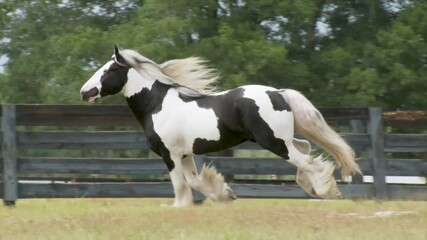 Wall Mural - Gypsy Vanner Horse stallion runs unbridled liberty