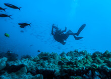 The Diver Above The Surface Of A Coral Reef In An Incredible Position Taking Pictures Of The Fish