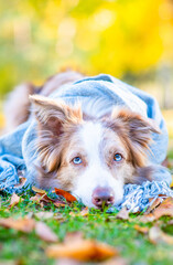 Canvas Print - Sad Border collie dog wearing warm scarf looks at camera at autumn sunny park