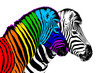 Usual & rainbow color zebra white background isolated, individuality concept, stand out from crowd, uniqueness symbol, independence, dissent, think different, creative idea, diversity, outstand, rebel