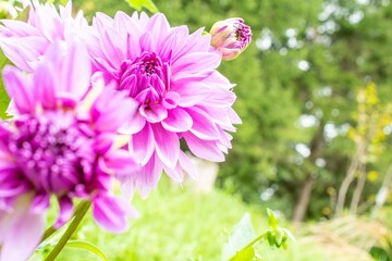 見る方に豪華絢爛な印象を与える大柄なダリアの花