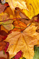 Poster - multicolored dry autumn leaves. background for designer