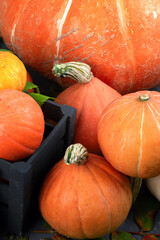 Wall Mural - Assortment of raw pumpkins on grey background