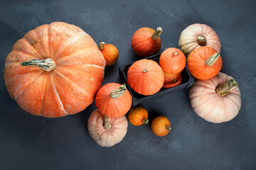 Wall Mural - Assortment of raw pumpkins on grey background