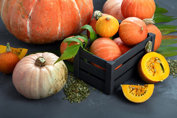 Wall Mural - Assortment of raw pumpkins on grey background