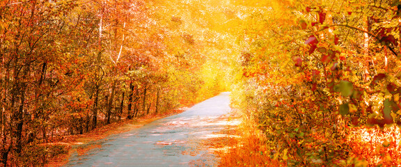 Wall Mural - panorama of an autumn forest or park with road among red trees