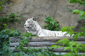 Rare white albino tiger lies on trees against a cliff at the zoo: tiger day, place for text