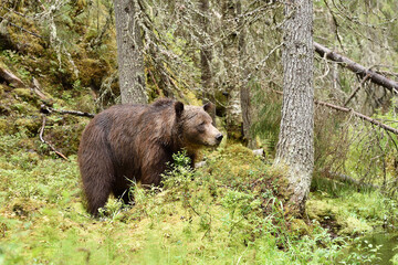 Wall Mural - brown bear in forest valley at summer