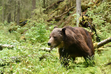 Wall Mural - male brown bear closeup in the forest valley