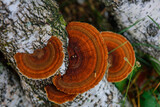 Fototapeta Lawenda - Top view healing chaga mushroom on old birch trunk close up. Red parasite mushroom growth on tree. Bokeh background.