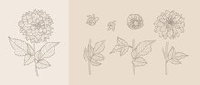 Set Dahlia Flowers With Leaves In Trendy Minimal Liner Style. Vector Floral Illustration For Printing On T-shirt, Web Design, Invitation, Posters, Creating A Logo And Monograms